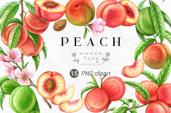 Download Peach Fruit Watercolor Clipart, PNG - Peach Collection